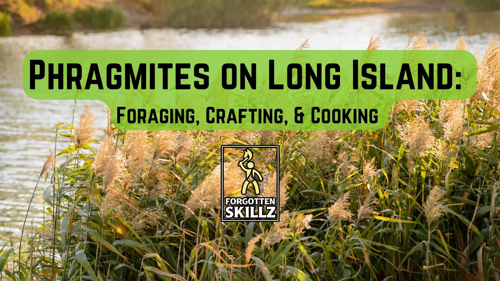 Phragmites on Long Island - Forgotten Skillz