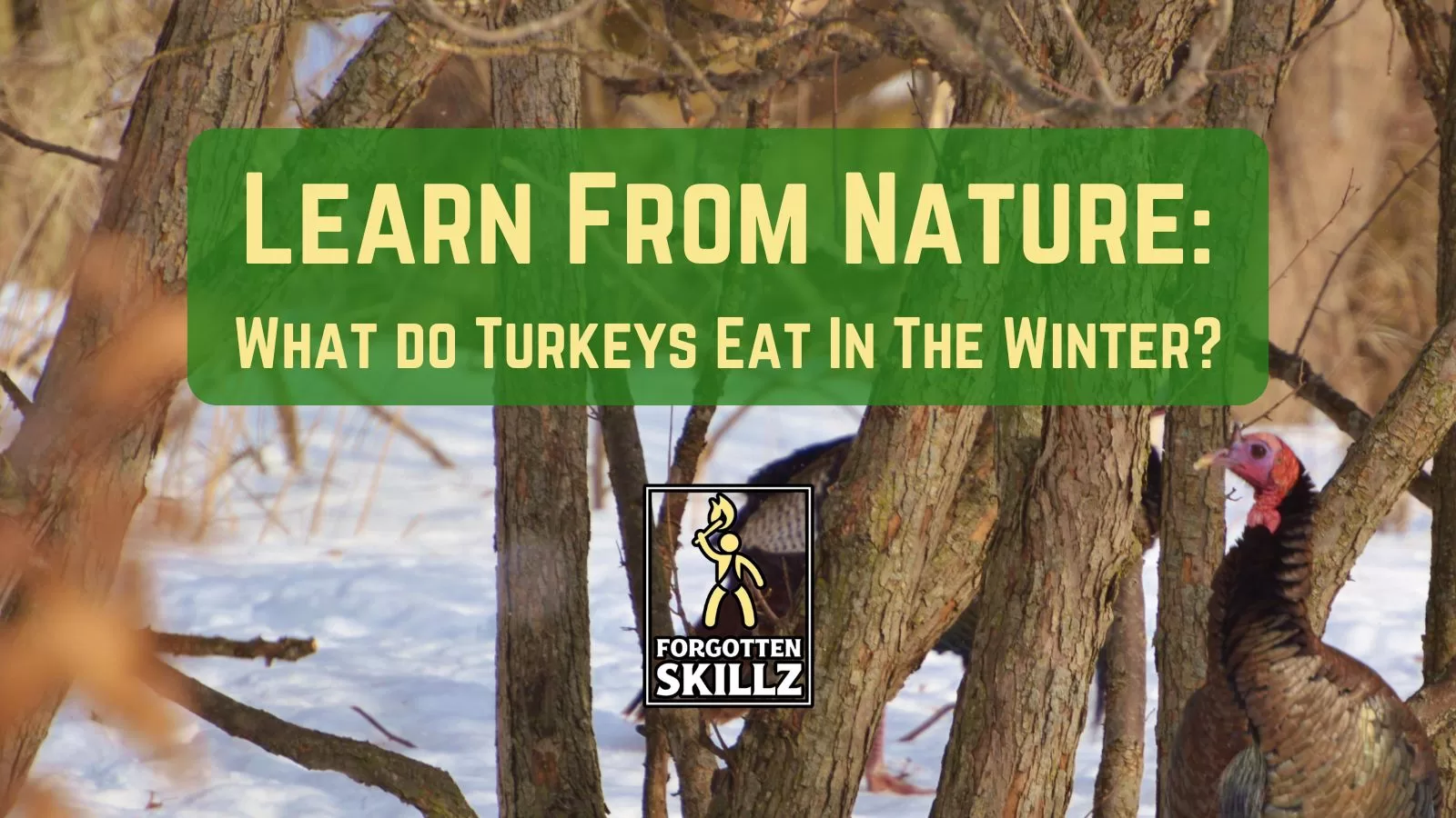 Where do turkeys go in the winter? Forgotten Skillz