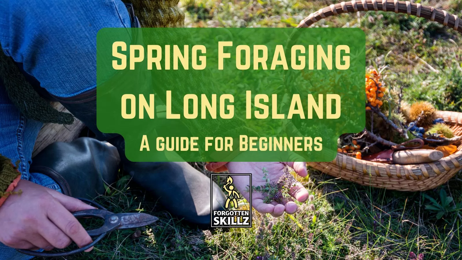 Spring Foraging on Long Island for Beginners