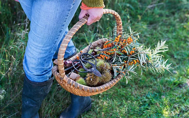 Foraging for Beginners on Long Island