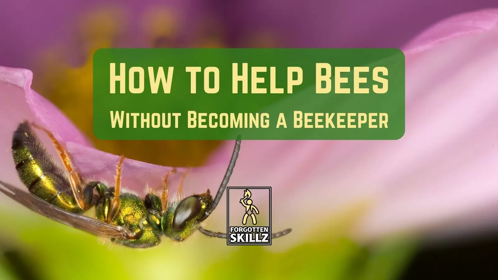 How to Help Bees on Long Island without becoming a beekeeper